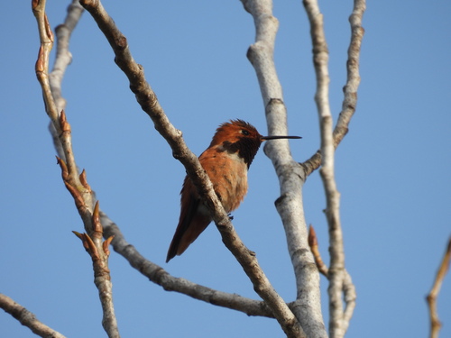 iNaturalist observation photo of Allen's Hummingbird