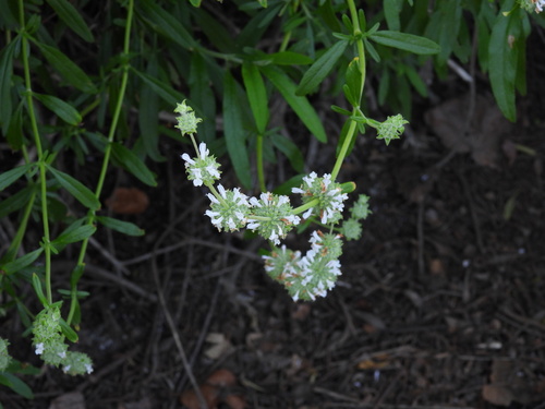 iNaturalist observation photo of black sage