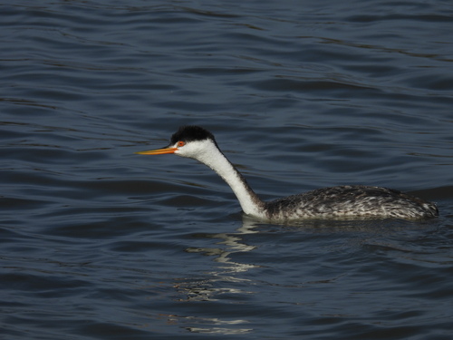 iNaturalist observation photo of Clark's Grebe