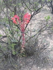 Echeveria walpoleana