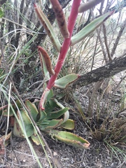 Echeveria walpoleana