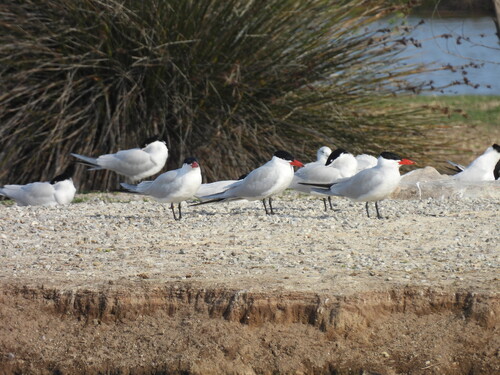 iNaturalist observation photo of Caspian Tern