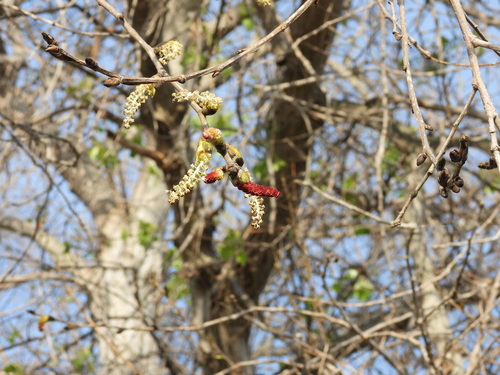 iNaturalist observation photo of Frémont Cottonwood