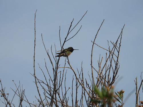iNaturalist observation photo of Anna's Hummingbird