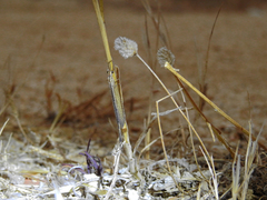Macronemurus appendiculatus