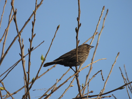 iNaturalist observation photo of Red-winged Blackbird