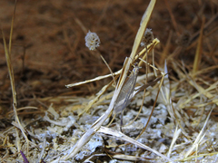 Macronemurus appendiculatus