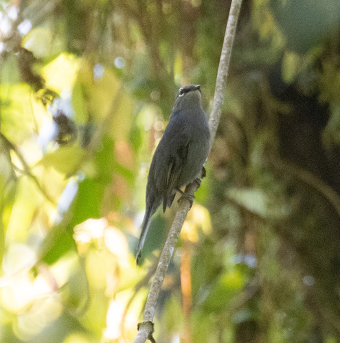Slate-colored Solitaire (Myadestes unicolor), photo 3