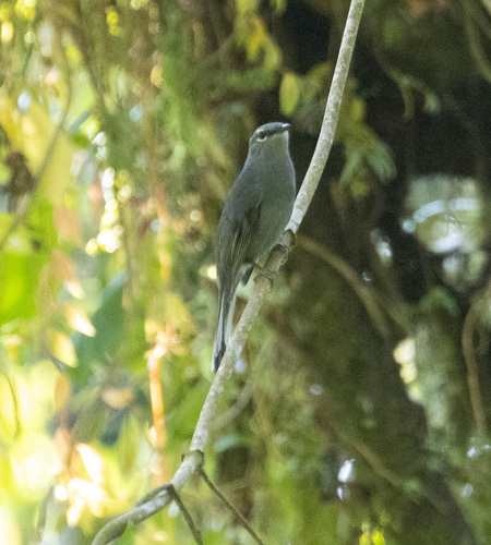 Slate-colored Solitaire (Myadestes unicolor), photo 10