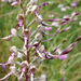 Lizard Orchid - Photo no rights reserved, uploaded by Peter de Lange