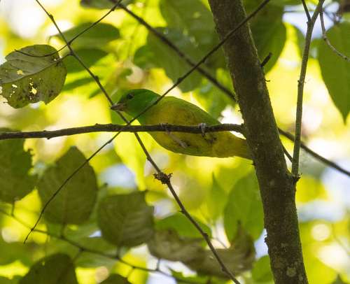 Blue-crowned Chlorophonia (Chlorophonia occipitalis), photo 8