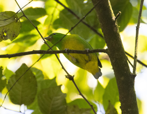 Blue-crowned Chlorophonia (Chlorophonia occipitalis), photo 2