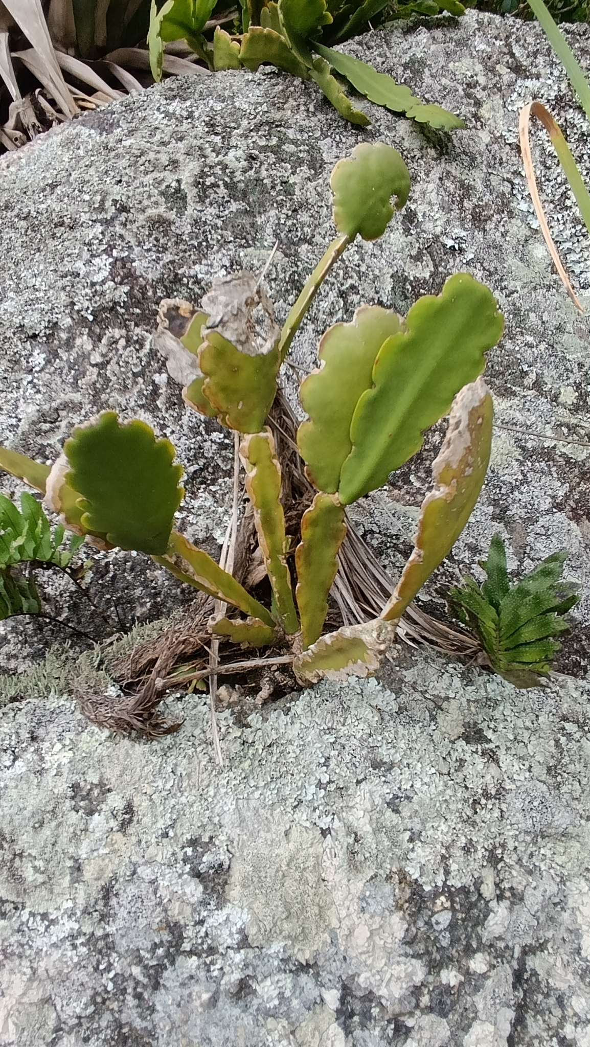 Imagem de Cacto-macarrão