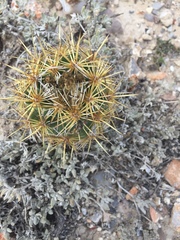 Coryphantha glanduligera