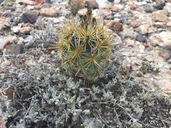 Coryphantha glanduligera