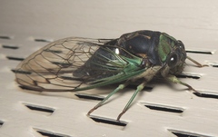 Neotibicen tibicen tibicen