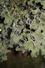 Pseudocyphellaria pubescens