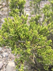 Mortonia greggii