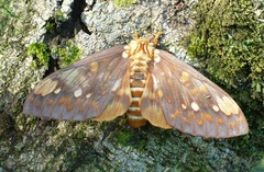 Citheronia bellavista