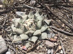 Ariocarpus retusus retusus