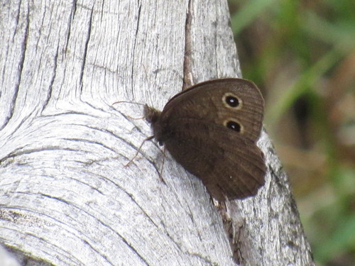 Common Wood-Nymph, photo 2 of 10