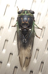 Neotibicen tibicen tibicen