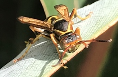 Polistes