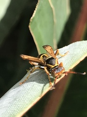 Polistes