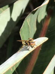 Polistes