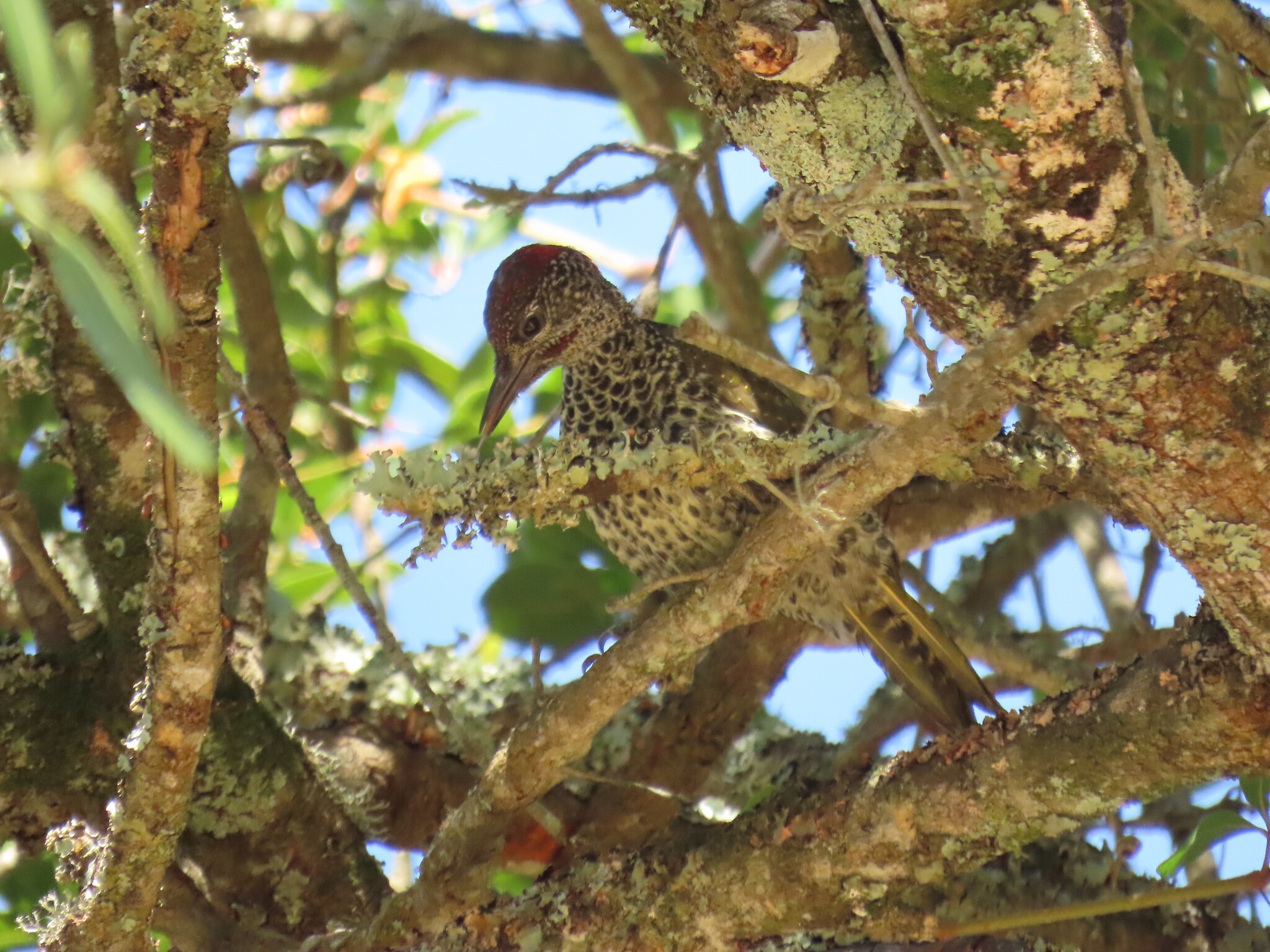 Knysna Woodpecker (Campethera notata), photo 8