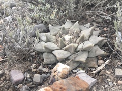 Ariocarpus retusus retusus