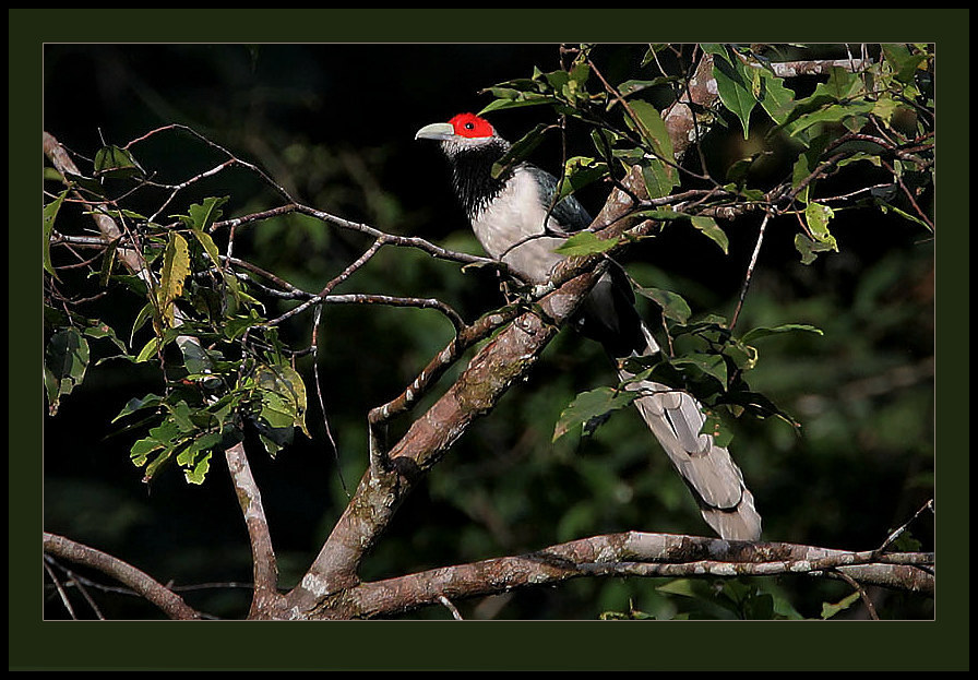 Red-faced Malkoha (Phaenicophaeus pyrrhocephalus) photo