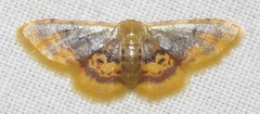 Idaea scintillularia