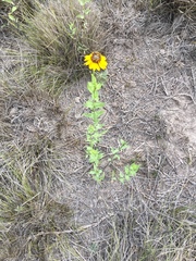 Helianthus laciniatus