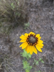Helianthus laciniatus