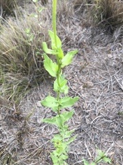 Helianthus laciniatus