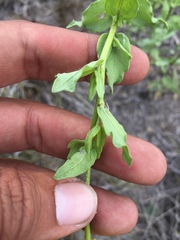 Helianthus laciniatus