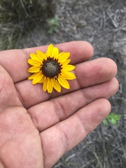 Helianthus laciniatus