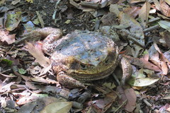 Rhinella diptycha