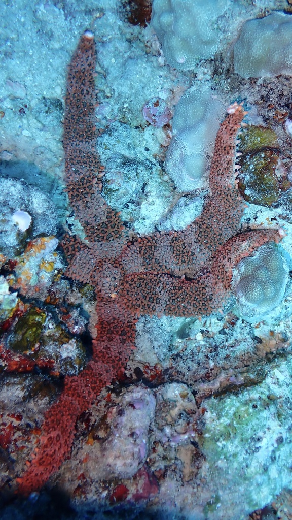 Fisher's Star