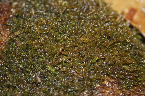 Image of Marsupella emarginata by (c) Alex Karasoulos, some rights reserved (CC BY)