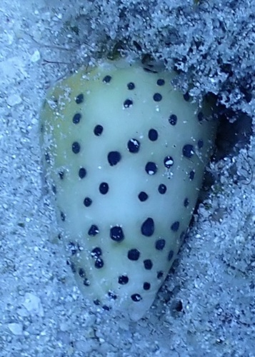 Conus pulicarius observed 2025-03-29
