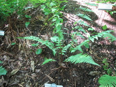 Dryopteris × uliginosa