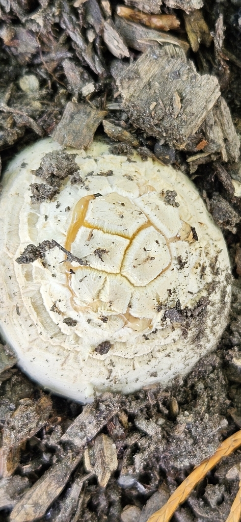 Amanita muscaria · March 2025 · photo: © shane212 (iNaturalist, cc0)