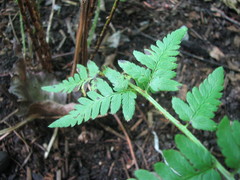 Dryopteris × uliginosa