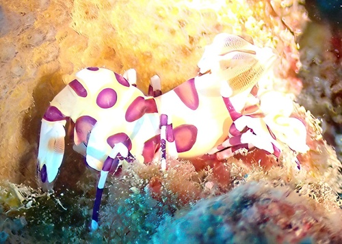 Hymenocera picta, 2025-03-29