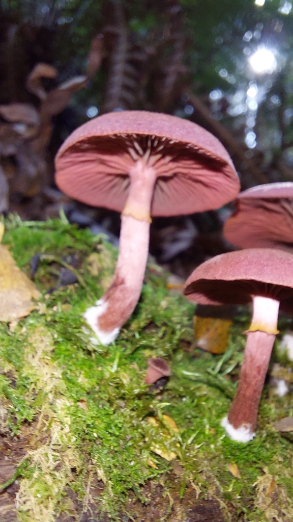 Tubaria rufofulva