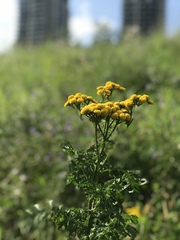 Tanacetum vulgare