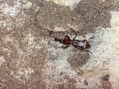 Arrhenodes minutus