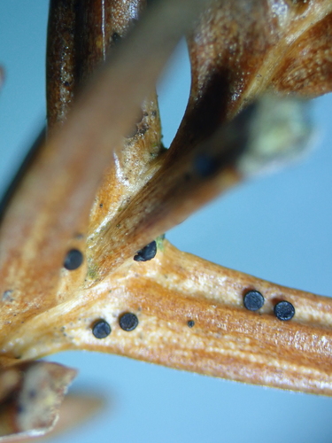 Chloroscypha seaveri